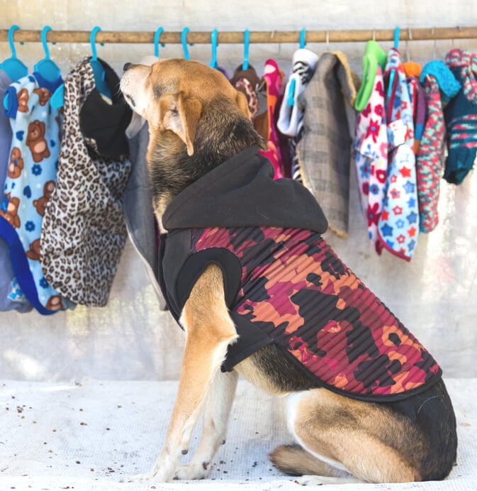 dog trying on clothes in pet clothing store