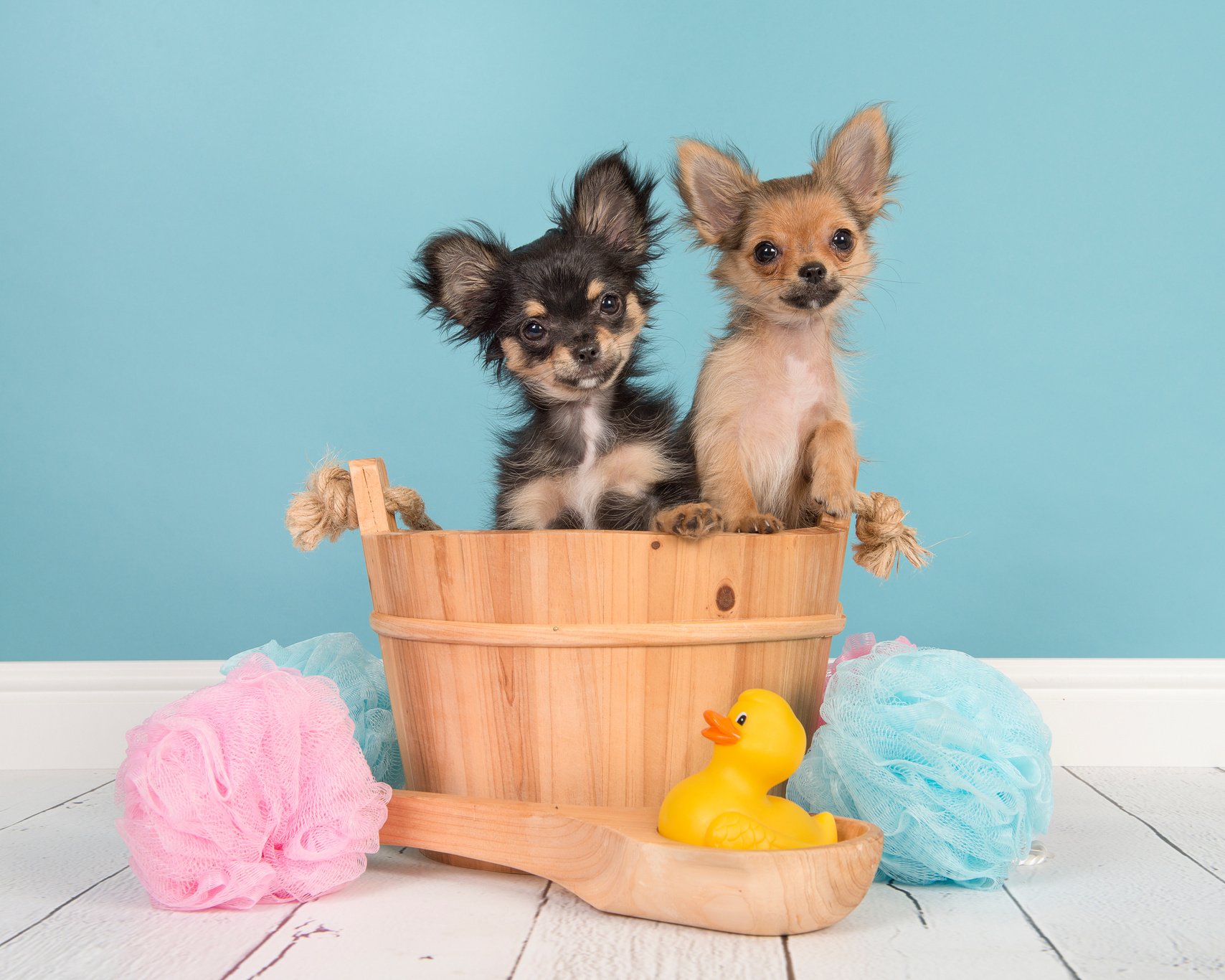 Two Cute Chihuahua Puppies in a Wooden Sauna Bucket in a Bathroo